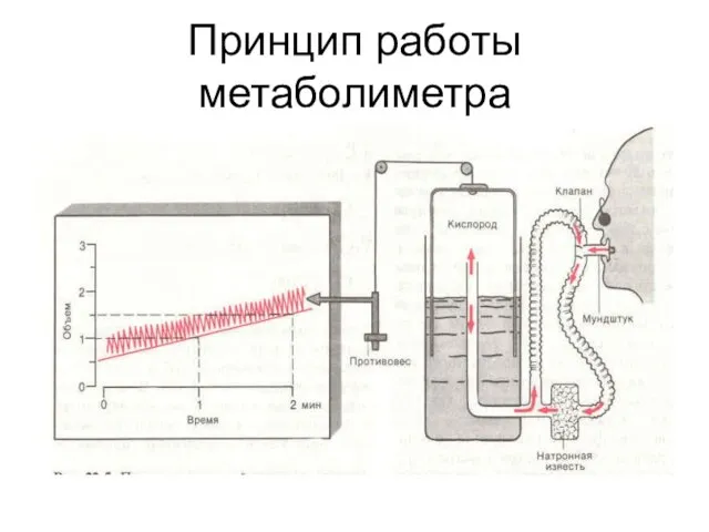 Принцип работы метаболиметра