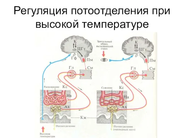 Регуляция потоотделения при высокой температуре