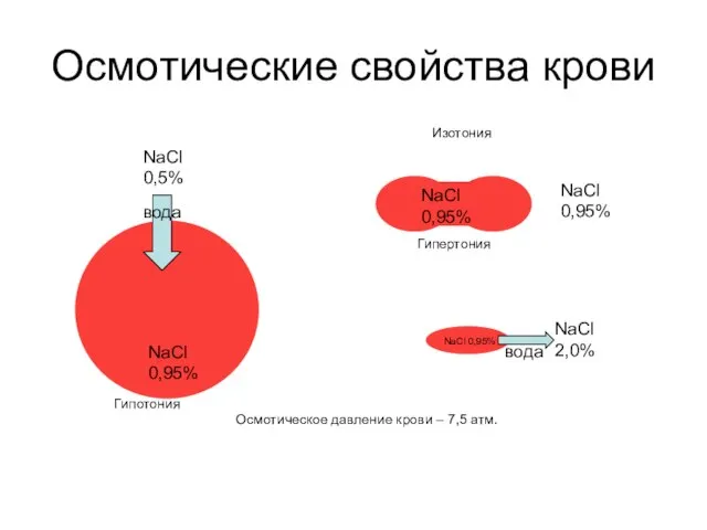 Осмотические свойства крови Изотония Гипертония Гипотония Осмотическое давление крови – 7,5 атм.