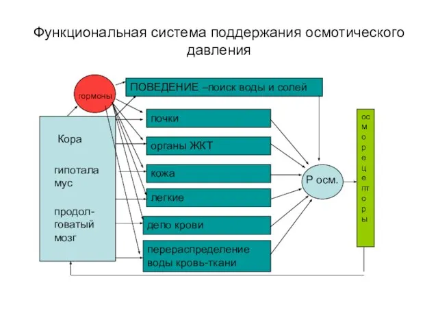 Функциональная система поддержания осмотического давления осморецепторы почки органы ЖКТ кожа легкие депо