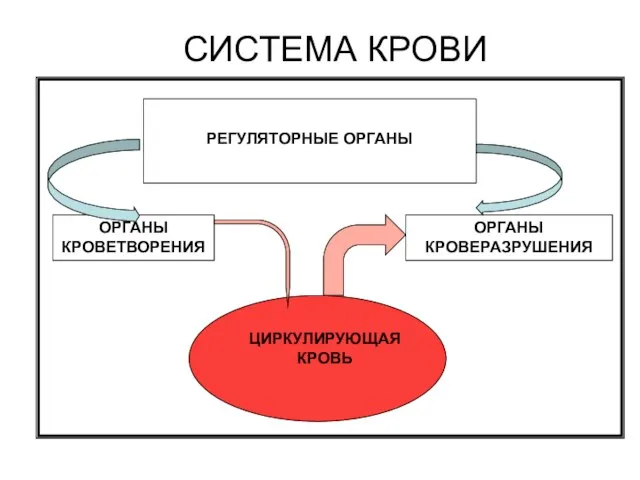 СИСТЕМА КРОВИ РЕГУЛЯТОРНЫЕ ОРГАНЫ ЦИРКУЛИРУЮЩАЯ КРОВЬ ОРГАНЫ КРОВЕТВОРЕНИЯ ОРГАНЫ КРОВЕРАЗРУШЕНИЯ