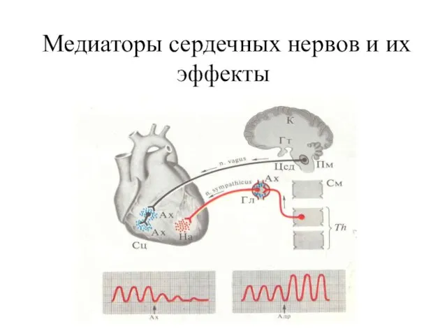 Медиаторы сердечных нервов и их эффекты
