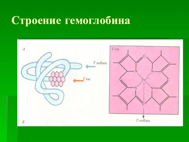 Строение гемоглобина