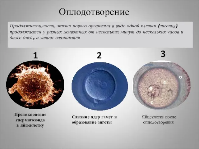 Проникновение сперматозоида в яйцеклетку Слияние ядер гамет и образование зиготы 1 2