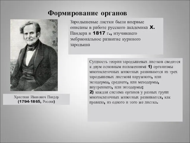 Формирование органов Христиан Иванович Пандер (1794-1865, Россия) Сущность теории зародышевых листков сводится