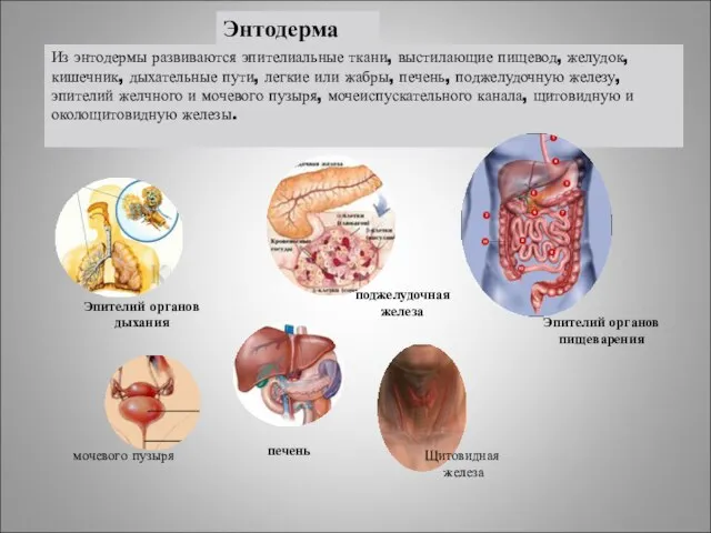 Энтодерма Эпителий органов дыхания Эпителий органов пищеварения печень поджелудочная железа Из энтодермы