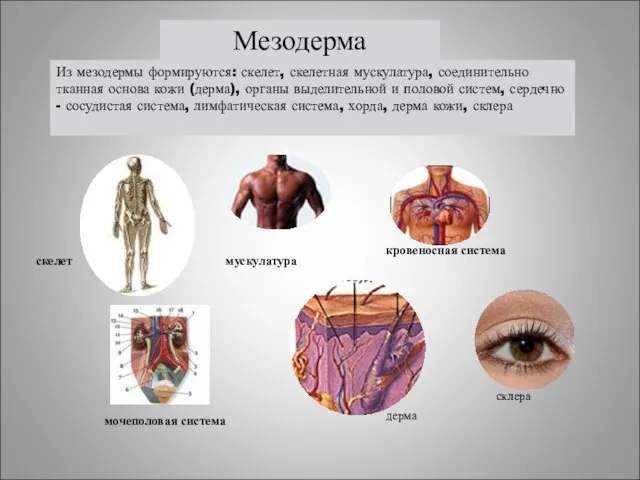 мускулатура кровеносная система скелет мочеполовая система Из мезодермы формируются: скелет, скелетная мускулатура,