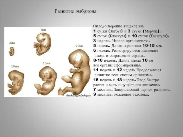 Оплодотворение яйцеклетки. 1 сутки (Зигота) и 3 сутки (Морула). 5 суток (Бластула)