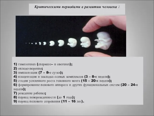 1) гаметогенез (спермато– и овогенез); 2) оплодотворение; 3) имплантация (7 – 8-е