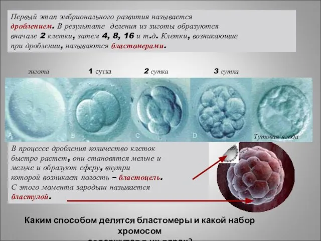 Первый этап эмбрионального развития называется дроблением. В результате деления из зиготы образуются