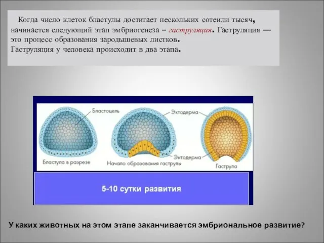 Когда число клеток бластулы достигает нескольких сотеили тысяч, начинается следующий этап эмбриогенеза