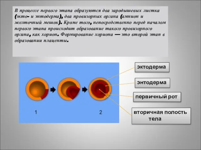 В процессе первого этапа образуются два зародышевых листка (экто- и энтодерма), два