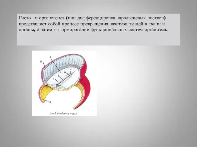 Гисто– и органогенез (или дифференцировка зародышевых листков) представляет собой процесс превращения зачатков