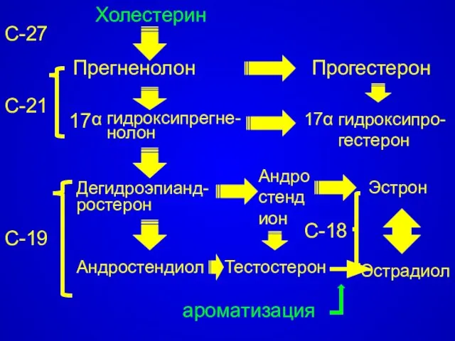 С-27 Холестерин Прегненолон Прогестерон Тестостерон Эстрадиол С-18 С-21 С-19 17 гидроксипрегне-нолон 17