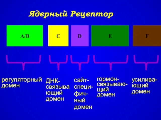 Ядерный Рецептор А/В С D Е F регуляторный домен ДНК-связывающий домен сайт-специ-фич-ный