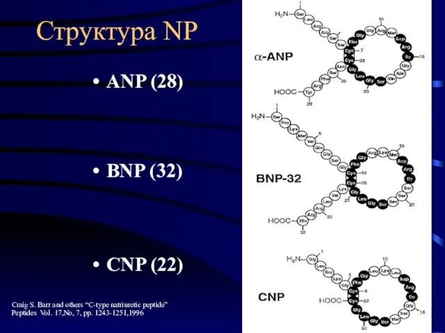 Структура NP ANP (28) BNP (32) CNP (22) Craig S. Barr and