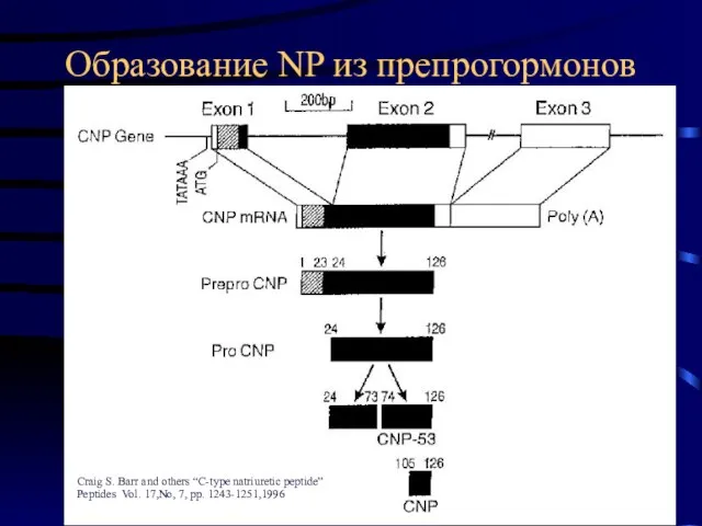 Образование NP из препрогормонов Craig S. Barr and others “C-type natriuretic peptide”
