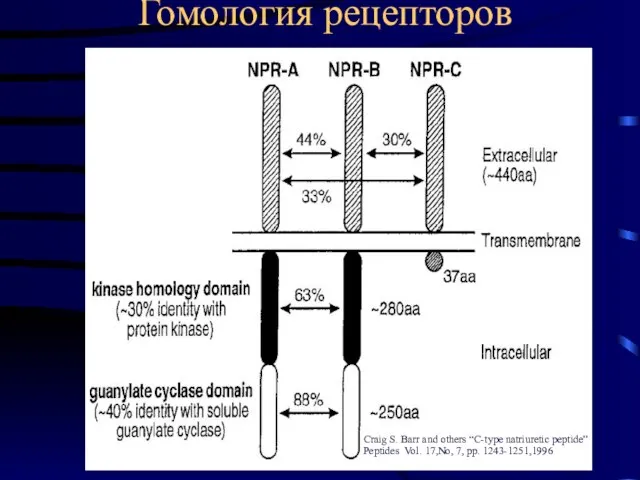 Гомология рецепторов Craig S. Barr and others “C-type natriuretic peptide” Peptides Vol. 17,No, 7, pp. 1243-1251,1996