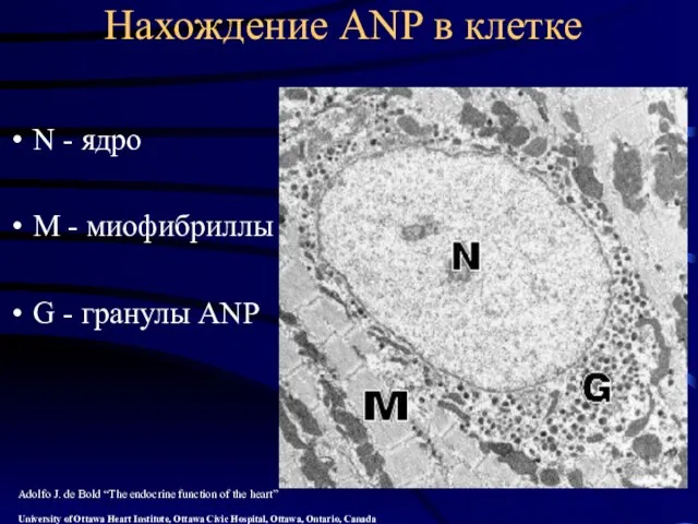 Нахождение ANP в клетке N - ядро М - миофибриллы G -