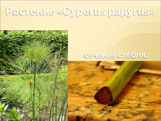 Растение «Cyperus papyrus» сечение стебля: