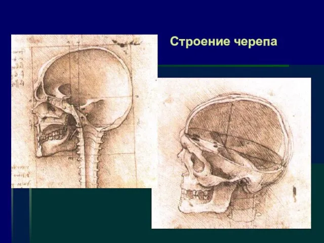 Строение черепа