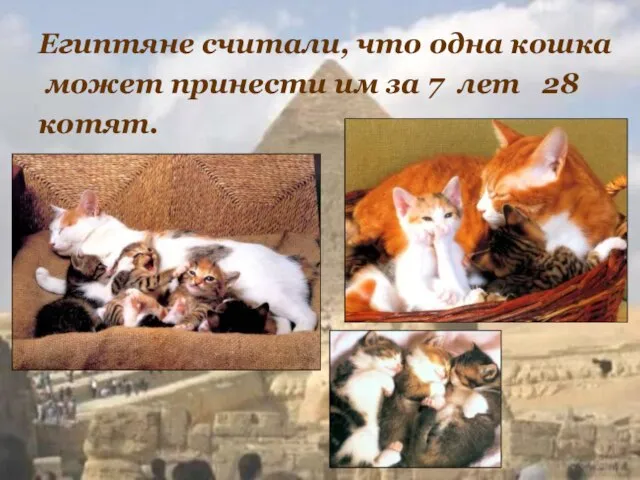 Египтяне считали, что одна кошка может принести им за 7 лет 28 котят.