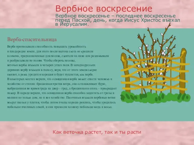 Верба-спасительница Вербе приписывали способность повышать урожайность и плодородие земли, для этого после