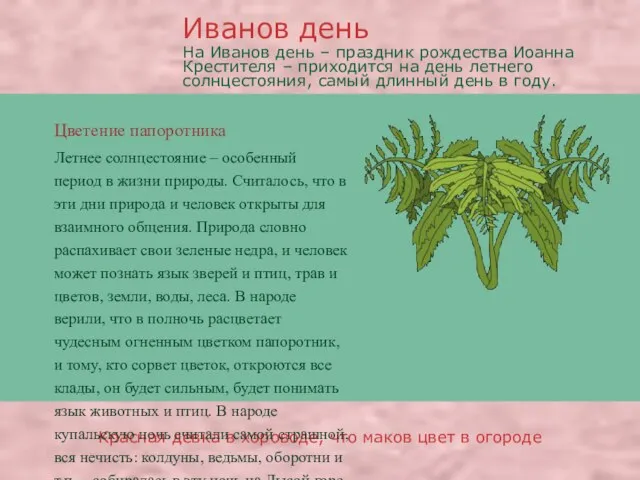 Цветение папоротника Красная девка в хороводе, что маков цвет в огороде Летнее