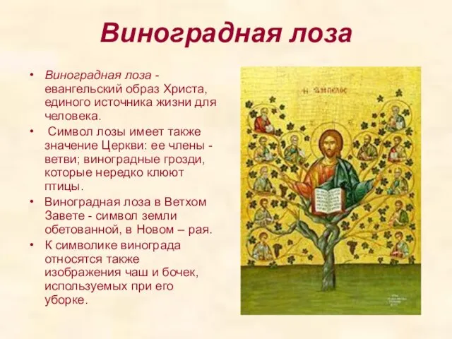 Виноградная лоза Виноградная лоза - евангельский образ Христа, единого источника жизни для