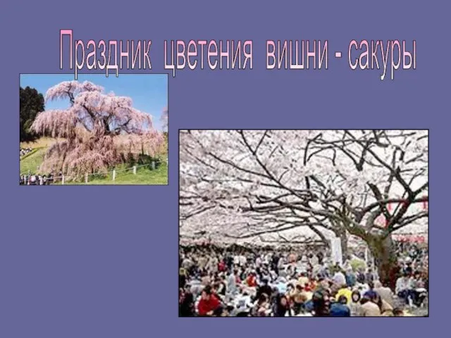 Праздник цветения вишни - сакуры