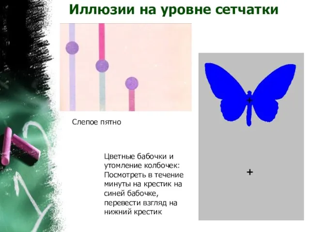 Иллюзии на уровне сетчатки Слепое пятно Цветные бабочки и утомление колбочек: Посмотреть