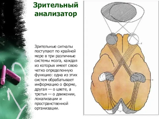 Зрительный анализатор Зрительные сигналы поступают по крайней мере в три различные системы