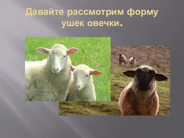 Давайте рассмотрим форму ушек овечки.