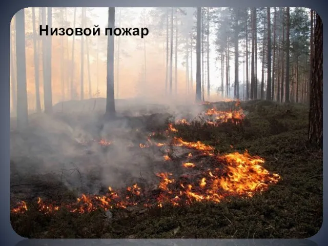 Низовой пожар