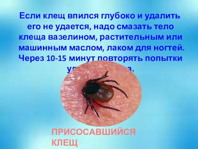 Если клещ впился глубоко и удалить его не удается, надо смазать тело