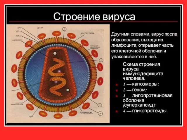 Строение вируса Схема строения вируса иммунодефицита человека: 1 — капсомеры; 2 —