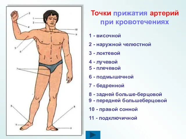 Точки прижатия артерий при кровотечениях 1 - височной 2 - наружной челюстной