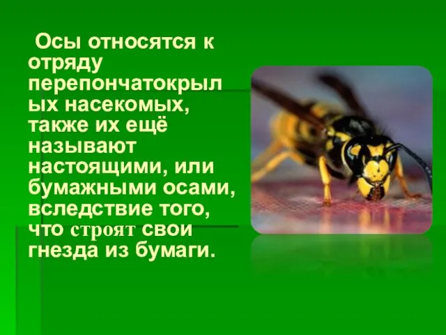 Осы относятся к отряду перепончатокрылых насекомых, также их ещё называют настоящими, или