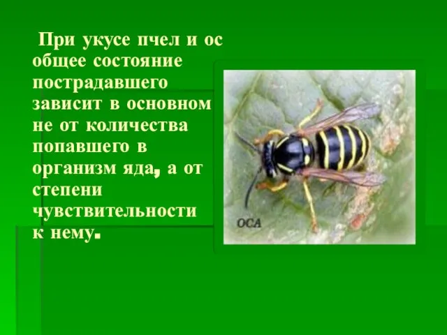 При укусе пчел и ос общее состояние пострадавшего зависит в основном не