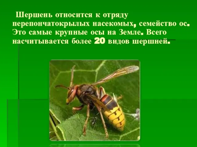 Шершень относится к отряду перепончатокрылых насекомых, семейство ос. Это самые крупные осы