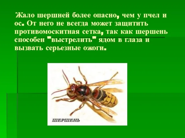 Жало шершней более опасно, чем у пчел и ос. От него не