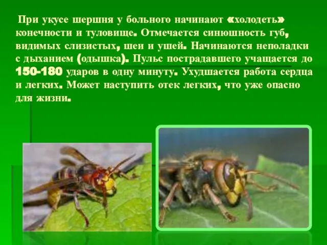 При укусе шершня у больного начинают «холодеть» конечности и туловище. Отмечается синюшность