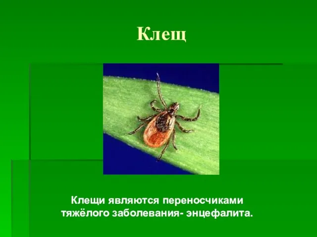 Клещ Клещи являются переносчиками тяжёлого заболевания- энцефалита.