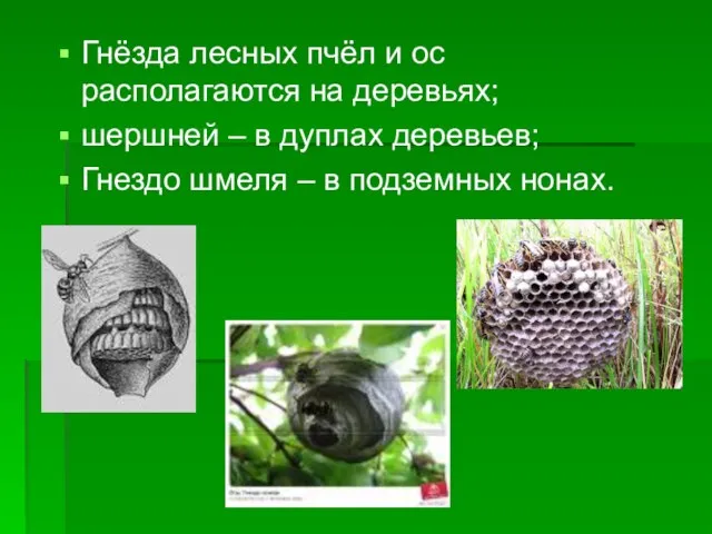 Гнёзда лесных пчёл и ос располагаются на деревьях; шершней – в дуплах