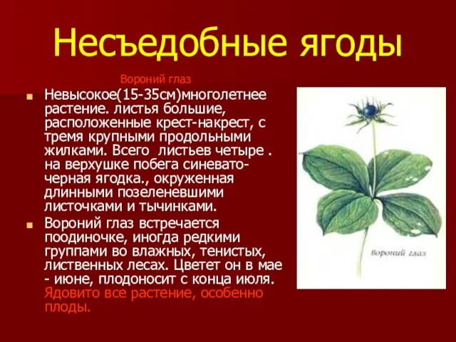 Несъедобные ягоды Вороний глаз Невысокое(15-35см)многолетнее растение. листья большие, расположенные крест-накрест, с тремя