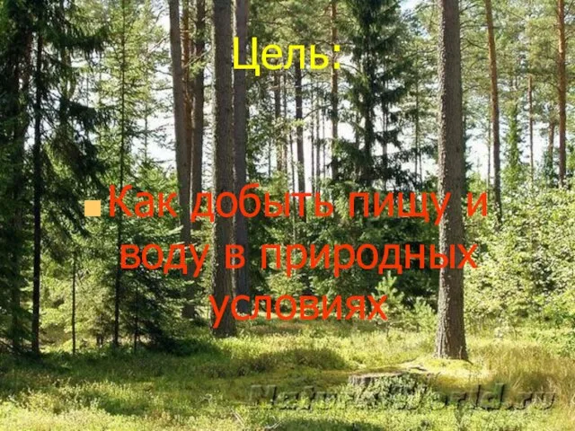 Цель: Как добыть пищу и воду в природных условиях