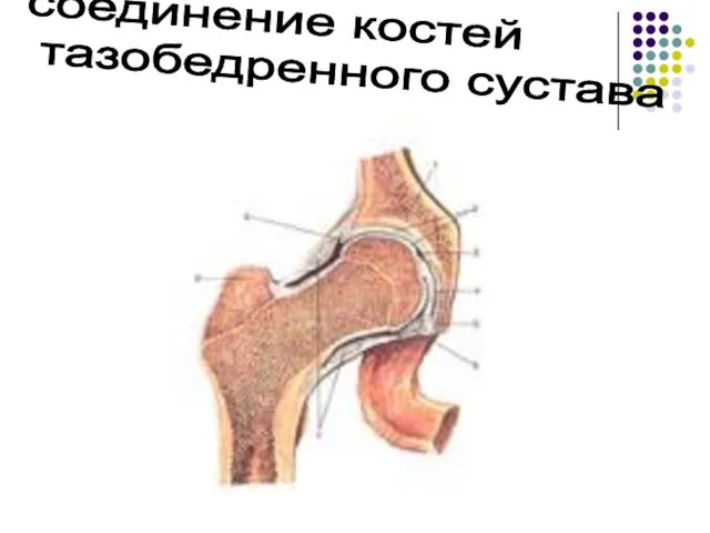 соединение костей тазобедренного сустава