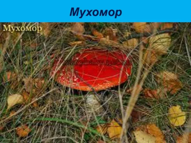 Мухомор