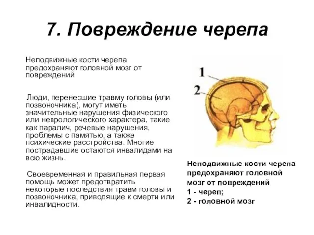 7. Повреждение черепа Неподвижные кости черепа предохраняют головной мозг от повреждений Люди,