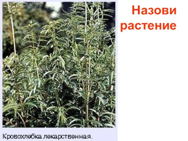 Назови растение